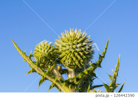 In the wild, the honey plant echinops sphaerocephalus blooms In the wild, the honey plant echinops sphaerocephalus blooms 126442390
