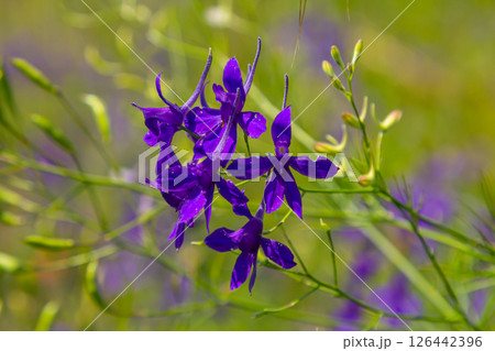 macro flowers of purple field delphinium, consolida, beautiful flowers, botany macro flowers of purple field delphinium, consolida, beautiful flowers, botany 126442396