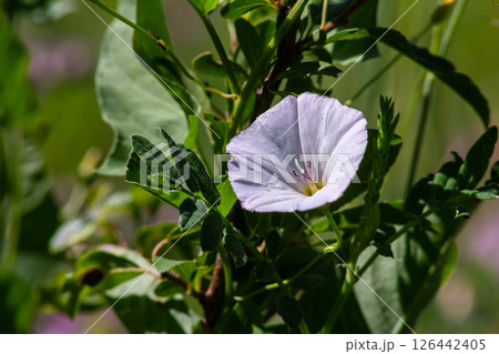 Field bindweed or Convolvulus arvensis European bindweed Creeping Jenny Possession vine herbaceous perennial plant with open and closed white flowers surrounded with dense green leaves 126442405
