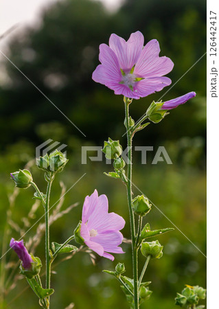 Close-up of beautiful flowers in the sun in spring. Malva common. Malva sylvestris. Common mallow Close-up of beautiful flowers in the sun in spring. Malva common. Malva sylvestris. Common mallow 126442417