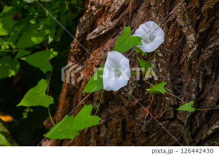 Field bindweed or Convolvulus arvensis European bindweed Creeping Jenny Possession vine herbaceous perennial plant with open and closed white flowers surrounded with dense green leaves 126442430