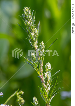 Artemisia vulgaris common mugwort allergen flowering Artemisia vulgaris common mugwort allergen flowering 126442431