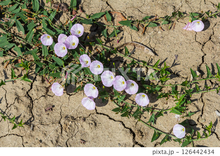 Field bindweed or Convolvulus arvensis European bindweed Creeping Jenny Possession vine herbaceous perennial plant with open and closed white flowers surrounded with dense green leaves Field bindweed or Convolvulus arvensis European bindweed Creeping Jenny Possession vine herbaceous perennial plant with open and closed white flowers surrounded with dense green leaves 126442434