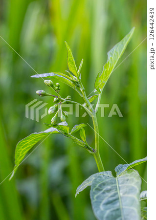 Bittersweet nightshade Solanum dulcamara flowers and buds with leaves. Place for text 126442439