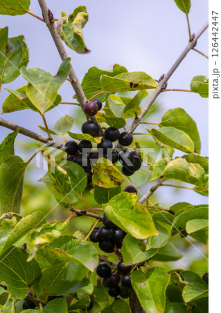 Glossy buckthorn berries or fruit growing on the bush in August Glossy buckthorn berries or fruit growing on the bush in August 126442447