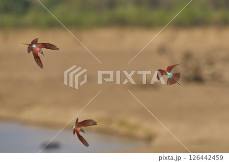 Southern Carmine Bee-eater in flight Southern Carmine Bee-eater in flight 126442459