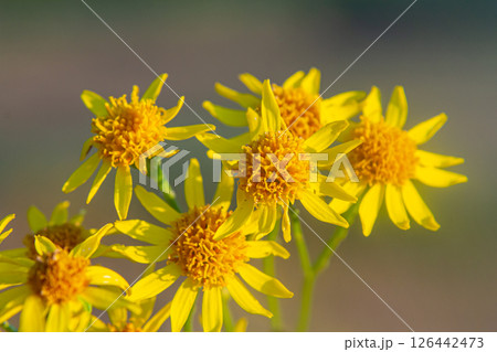 Wild plant Jacobaea vulgaris in the forest meadow. Known as ragwort, stinking Willie or tansy ragwort. Yellow delicate flower on a green background 126442473