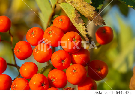 A bunch of red rowan berries on a tree 126442476