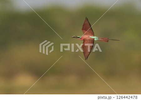 Southern Carmine Bee-eater in flight 126442478