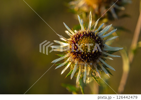 Carlina biebersteinii plant at field at nature. Carlina vulgaris or Carline thistle, family Asteraceae Compositae. Carlina corymbosa 126442479