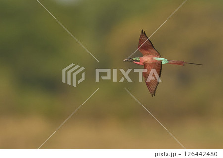 Southern Carmine Bee-eater in flight Southern Carmine Bee-eater in flight 126442480