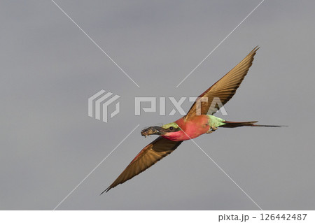 Southern Carmine Bee-eater in flight Southern Carmine Bee-eater in flight 126442487