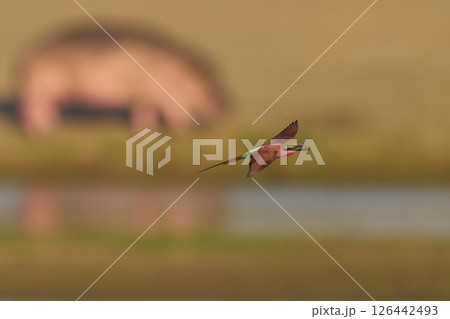 Southern Carmine Bee-eater in flight Southern Carmine Bee-eater in flight 126442493