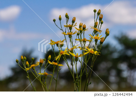 Wild plant Jacobaea vulgaris in the forest meadow. Known as ragwort, stinking Willie or tansy ragwort. Yellow delicate flower on a green background 126442494