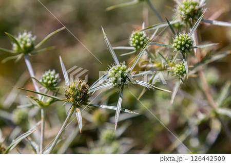 In the wild grows a thistle Eryngium Campestre, known as field eryngo. It is a species of Eryngium, which is used medicinally 126442509