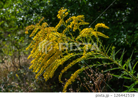 Canadian goldenrod, cluster of small yellow flower heads, close up. Solidago canadensis or brendiae is an ornamental perennial herb, herbaceous flowering plant of the family Asteraceae, Compositae Canadian goldenrod, cluster of small yellow flower heads, close up. Solidago canadensis or brendiae is an ornamental perennial herb, herbaceous flowering plant of the family Asteraceae, Compositae 126442519