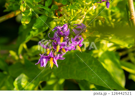 Bittersweet nightshade Solanum dulcamara flowers and buds with leaves. Place for text Bittersweet nightshade Solanum dulcamara flowers and buds with leaves. Place for text 126442521