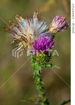 The bright purple flower of the carduus acanthoides, known as the spiny plumeless thistle, welted thistle, or plumeless thistle in front of the dark forest background The bright purple flower of the carduus acanthoides, known as the spiny plumeless thistle, welted thistle, or plumeless thistle in front of the dark forest background 126442527