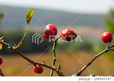 Red dog rose berries in autumn season. Many Red rosehip fruits and green leaves in sunny day Red dog rose berries in autumn season. Many Red rosehip fruits and green leaves in sunny day 126442547