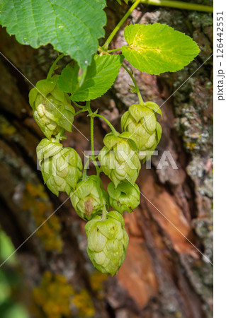 Hops flowers, of the hop plant Humulus lupulus, for beer production growing in the Bavaria by the Danube river on a sunny day Hops flowers, of the hop plant Humulus lupulus, for beer production growing in the Bavaria by the Danube river on a sunny day 126442551