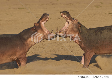 Hippo confrontation Hippo confrontation 126442660