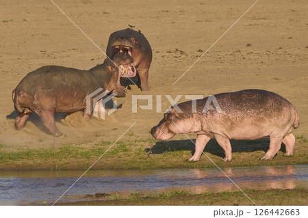 Hippo confrontation Hippo confrontation 126442663