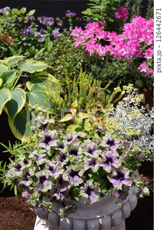 ペチュニア、ゼラニウム、ホスタの寄せ鉢 ペチュニア、ゼラニウム、ホスタの寄せ鉢 126442671