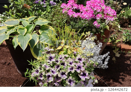 ペチュニア、ゼラニウム、ホスタの寄せ鉢 126442672