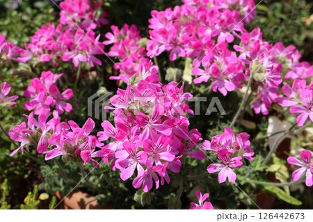 咲き誇るピンク色ハーブゼラニウムの花 126442673