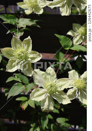 クレマチス白万重の白い花が咲いた クレマチス白万重の白い花が咲いた 126442675