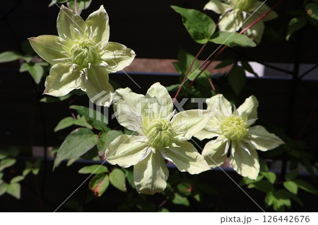クレマチス白万重の白い花が咲いた 126442676