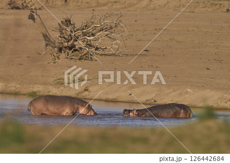 Hippo in the Luangwa River Hippo in the Luangwa River 126442684