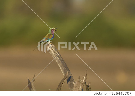 Lilac breasted Roller 126442707