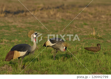 Grey Crowned Crane Grey Crowned Crane 126442799