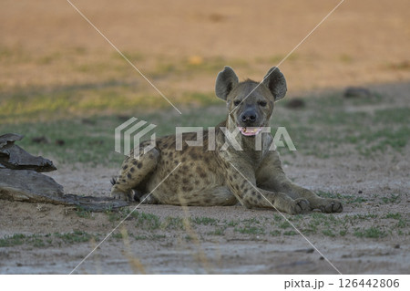 Spotted Hyaena 126442806