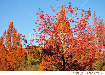 牧野ヶ池緑地の紅葉 牧野ヶ池緑地の紅葉 126442937