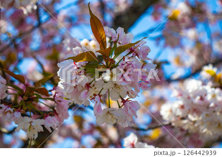 【京都風景】二条城 華のある艶やかな桜 【京都風景】二条城 華のある艶やかな桜 126442939
