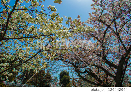 【京都風景】二条城　華のある艶やかな桜 126442944