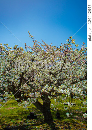 【京都風景】二条城　華のある艶やかな桜 126442948