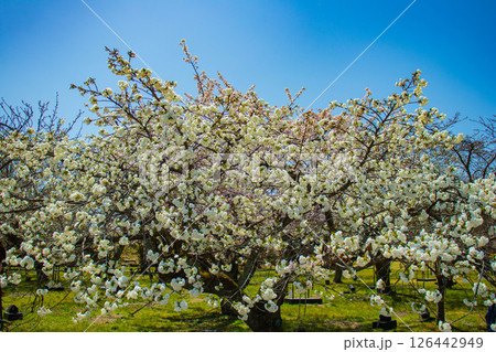 【京都風景】二条城 華のある艶やかな桜 【京都風景】二条城 華のある艶やかな桜 126442949