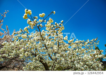 【京都風景】二条城 華のある艶やかな桜 【京都風景】二条城 華のある艶やかな桜 126442954