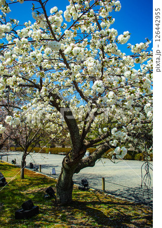 【京都風景】二条城　華のある艶やかな桜 126442955