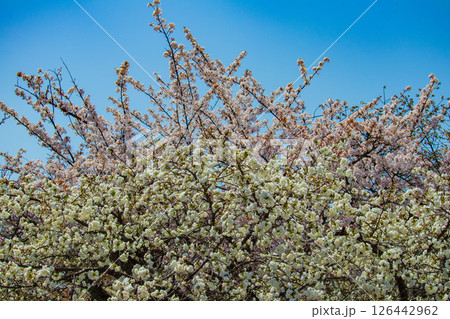 【京都風景】二条城 華のある艶やかな桜 【京都風景】二条城 華のある艶やかな桜 126442962
