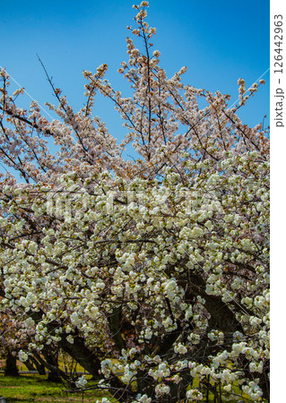 【京都風景】二条城 華のある艶やかな桜 【京都風景】二条城 華のある艶やかな桜 126442963