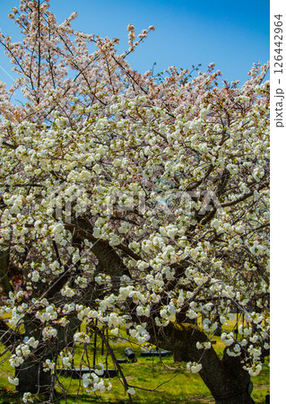 【京都風景】二条城　華のある艶やかな桜 126442964