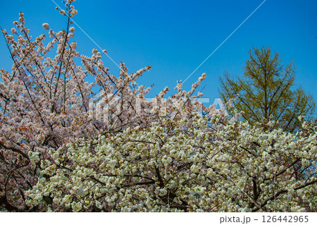 【京都風景】二条城 華のある艶やかな桜 【京都風景】二条城 華のある艶やかな桜 126442965