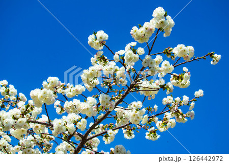 【京都風景】二条城　華のある艶やかな桜 126442972