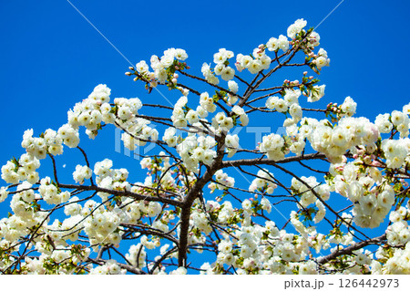 【京都風景】二条城 華のある艶やかな桜 【京都風景】二条城 華のある艶やかな桜 126442973