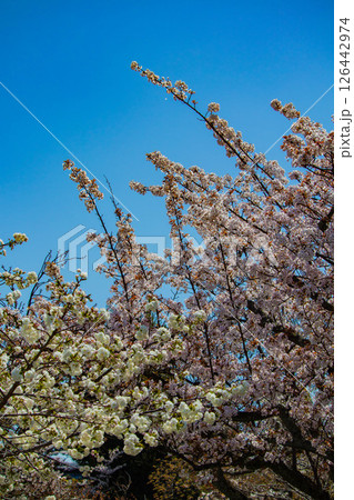 【京都風景】二条城　華のある艶やかな桜 126442974