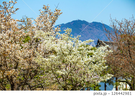 【京都風景】二条城　華のある艶やかな桜 126442981